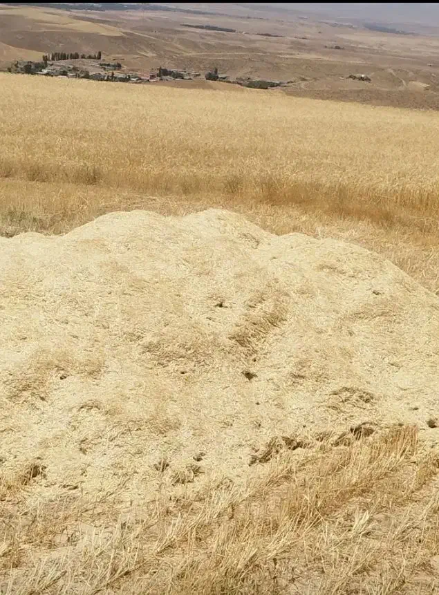 کاه|خدمات باغبانی و درختکاری|سجاس رود, |دیوار