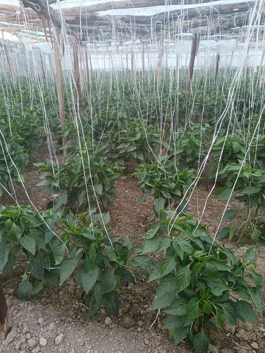 گل خانه چوبی فروشی|عمدهفروشی|مبارکه, |دیوار