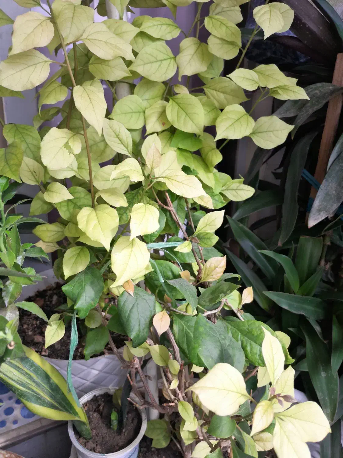 گل وگیاه|گل و گیاه طبیعی|کرج, حیدرآباد|دیوار