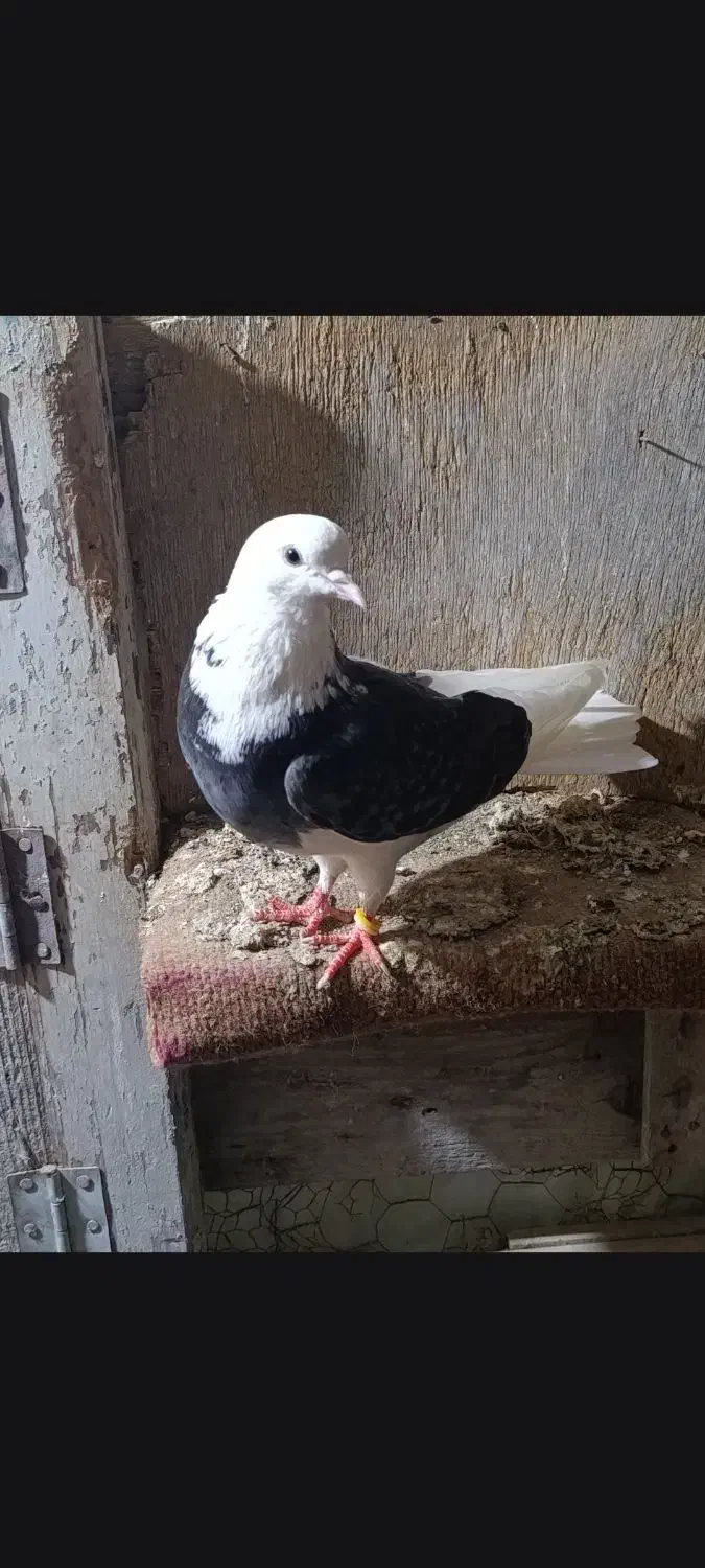 کبوتر|پرنده|گمیشان, |دیوار