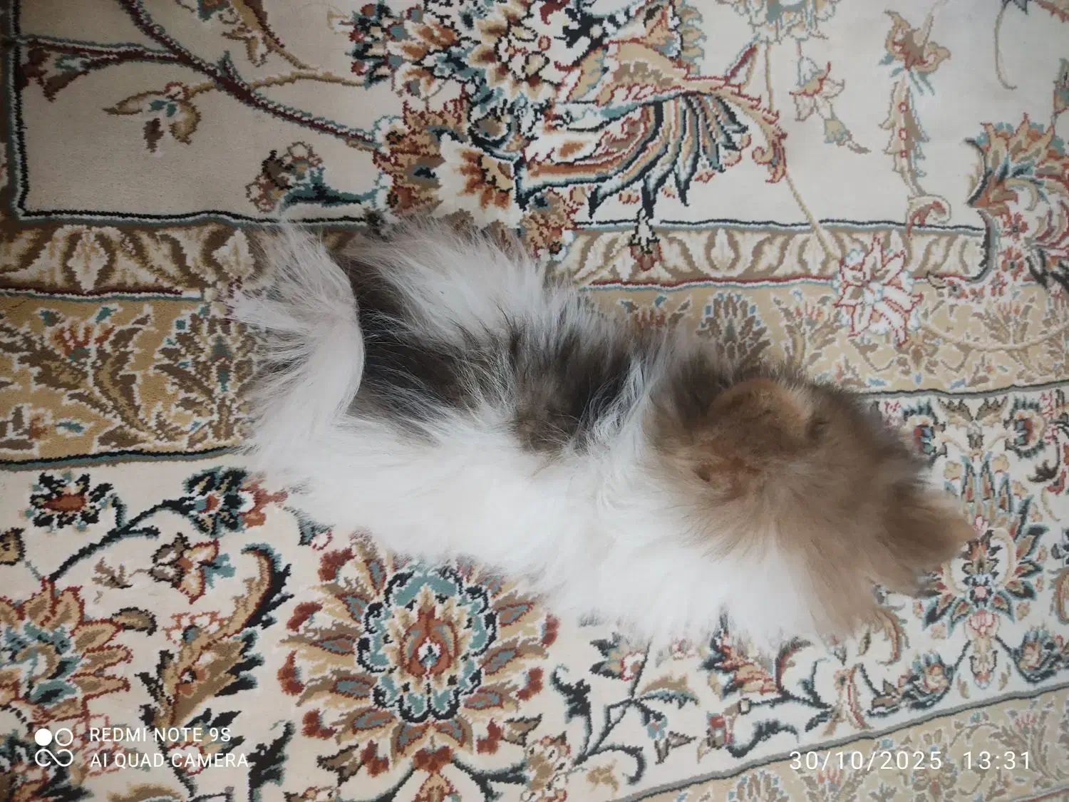 فروش توله سگ پامر خرسی یا معاوضه|سگ|برخوار, |دیوار