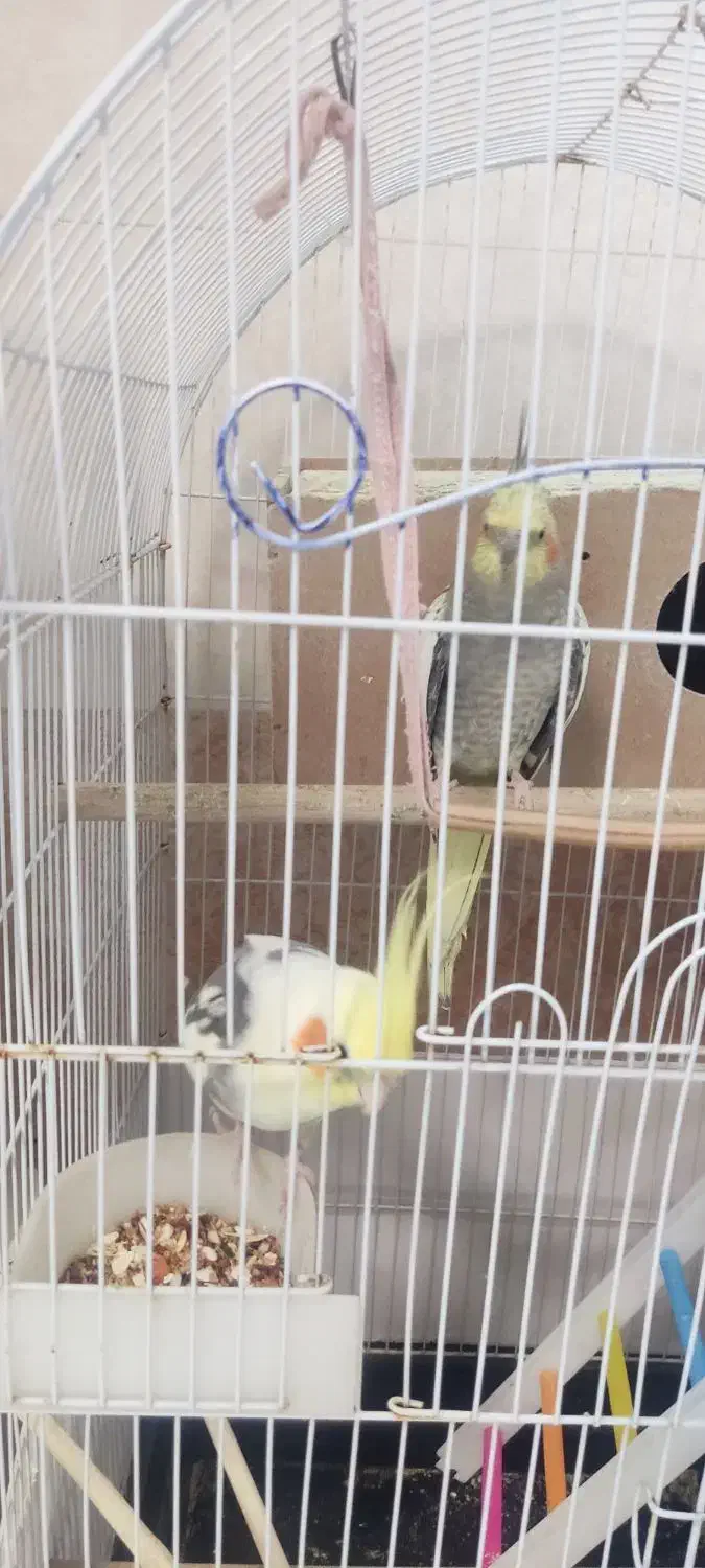 عروس هلندی نر ماده|پرنده|مریوان, |دیوار