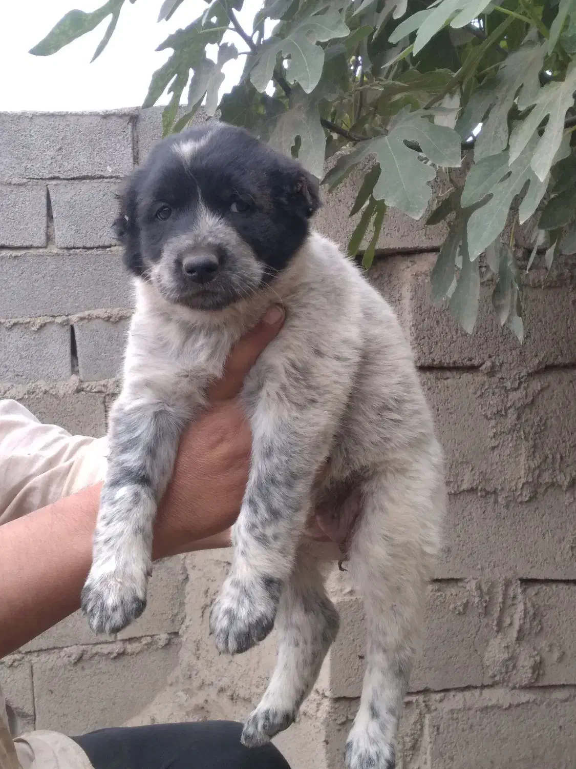 واگذاری آلابای نر و ماده|سگ|گنبد کاووس, |دیوار