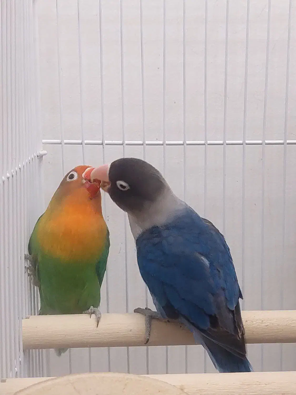 طوطی برزیلی|پرنده|نوشهر, |دیوار