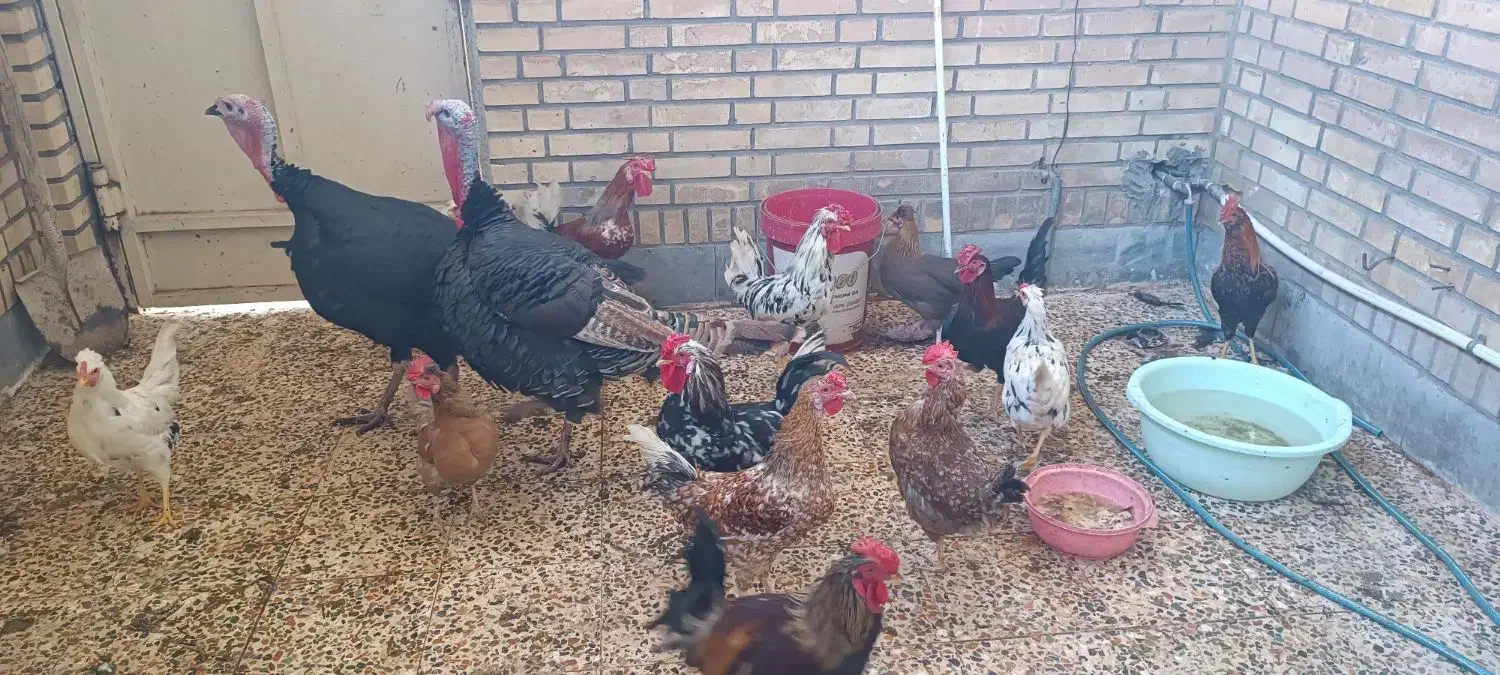 بوقلمون و مرغ و خروس|حیوانات مزرعه|دزفول, |دیوار