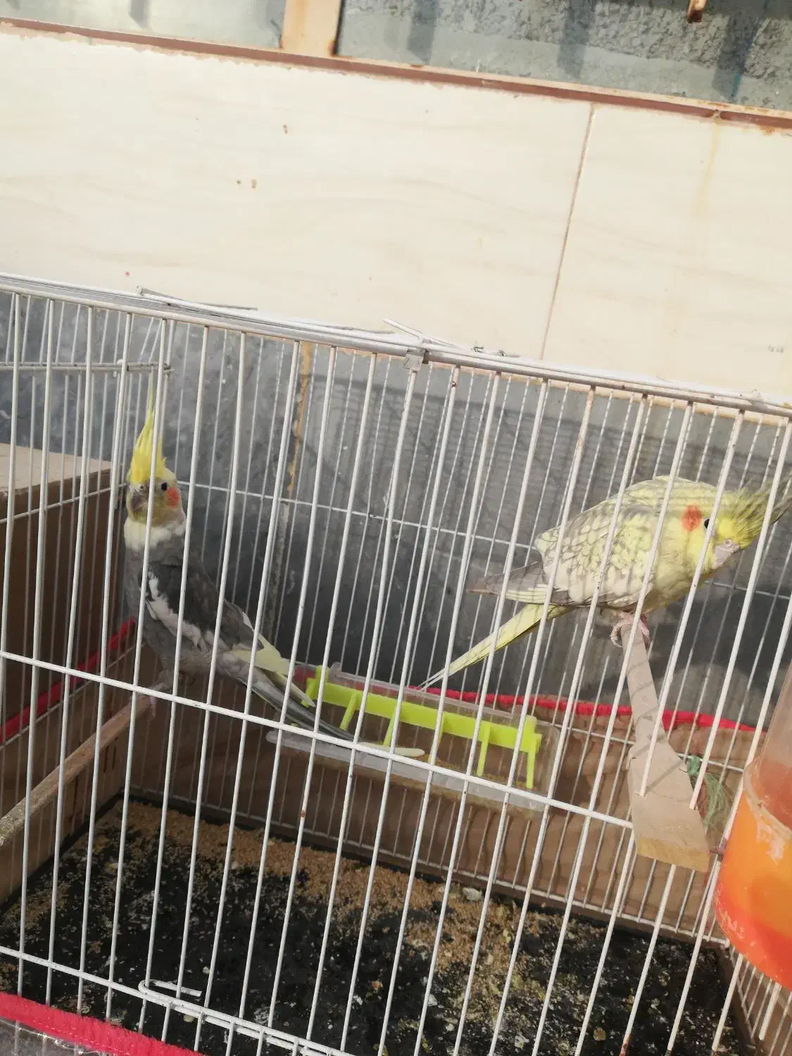 عروس هلندی مولد|پرنده|بجستان, |دیوار