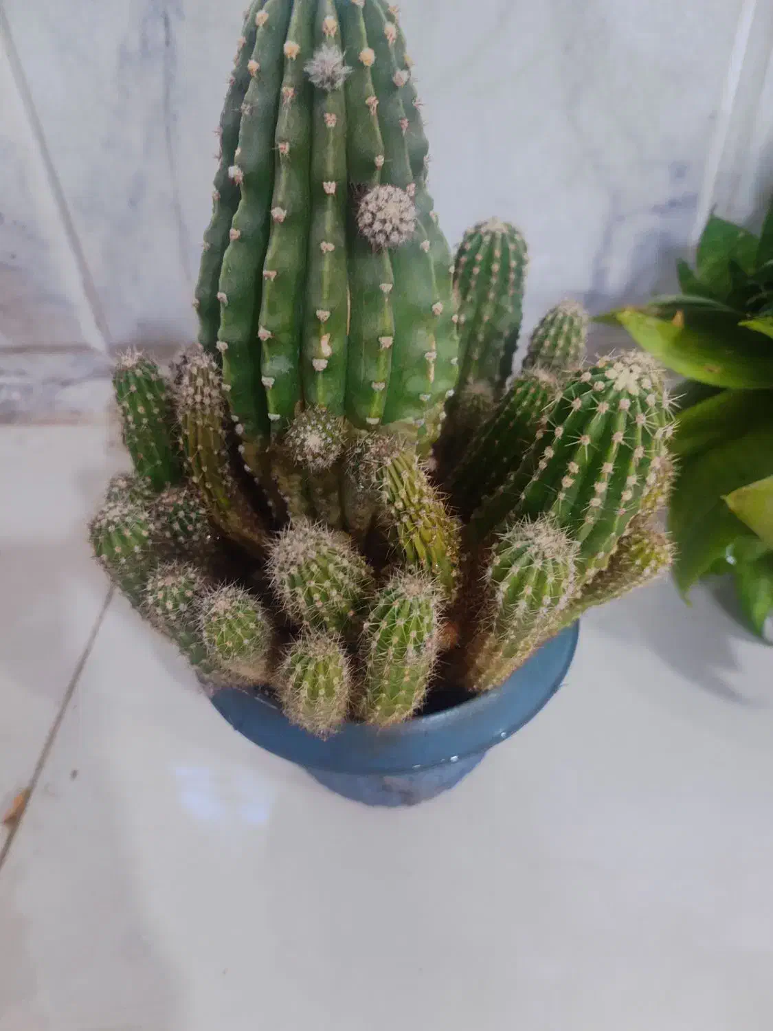 گل وگیاه|گل و گیاه طبیعی|نیشابور, شهید بهشتی|دیوار