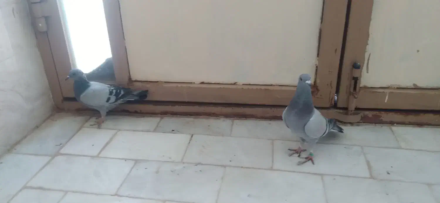 کبوتر|پرنده|میبد, |دیوار