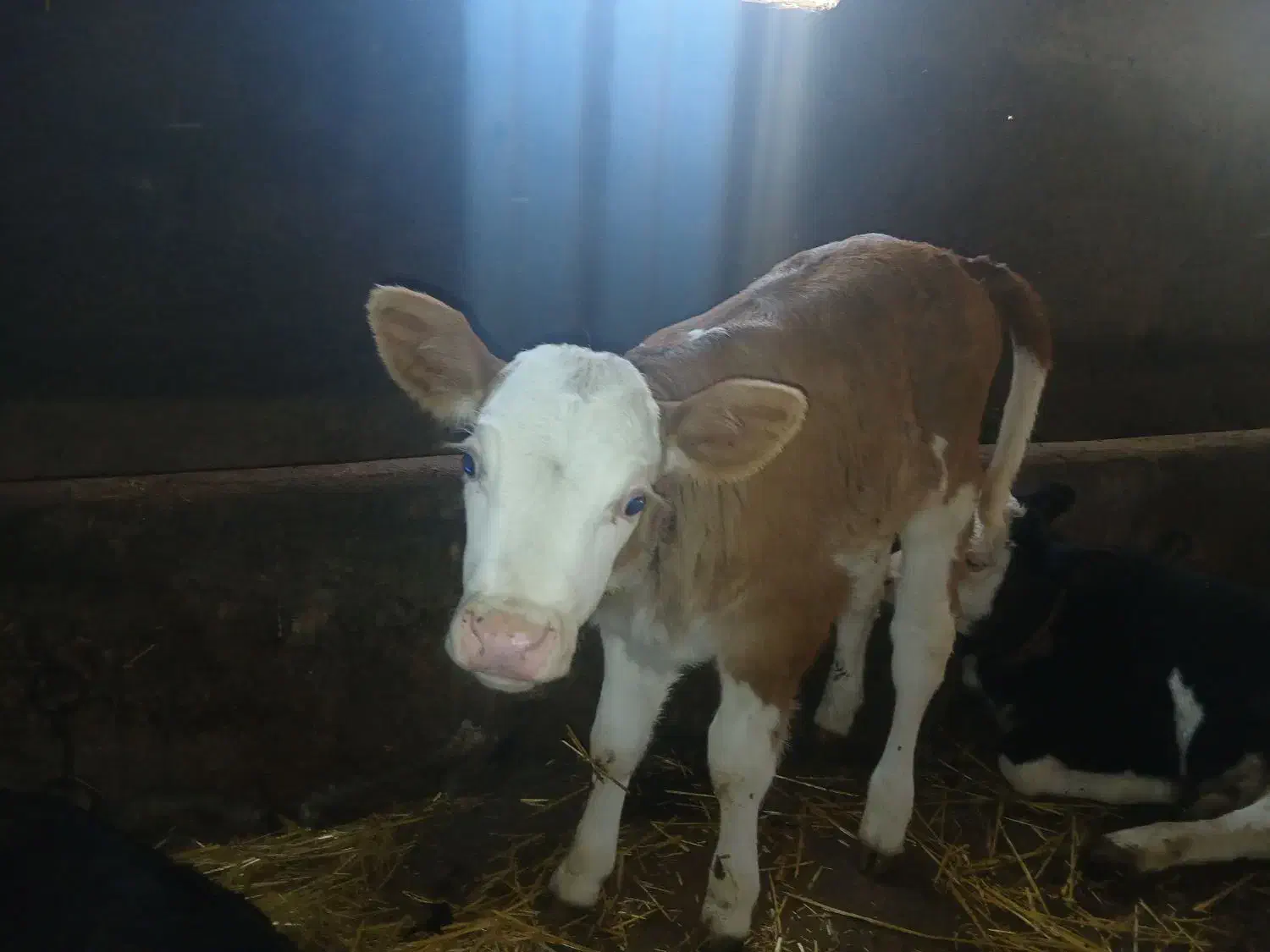 گاو شیری با گوساله سیمنتال قرمز|حیوانات مزرعه|سراب, |دیوار