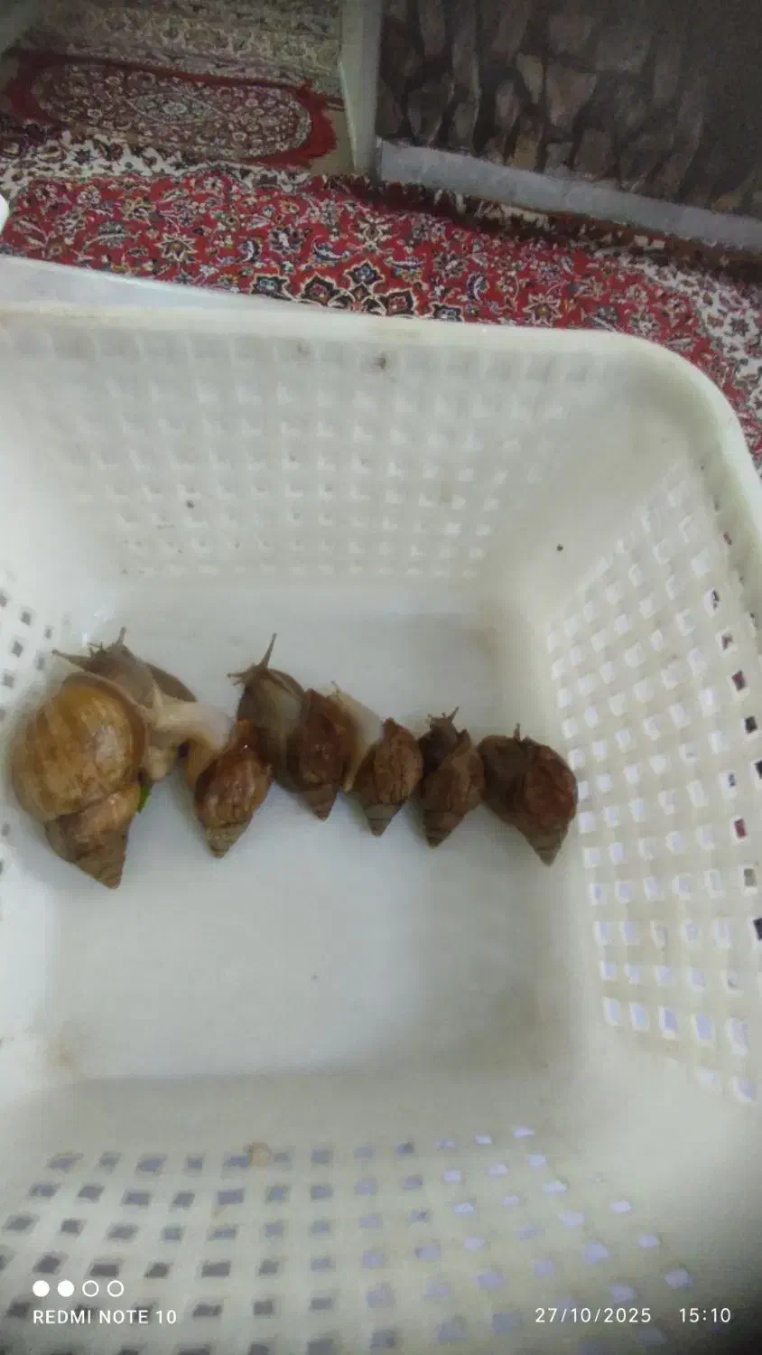 فروش حلزون|خزنده|کاشان, میدانگاه آقا|دیوار