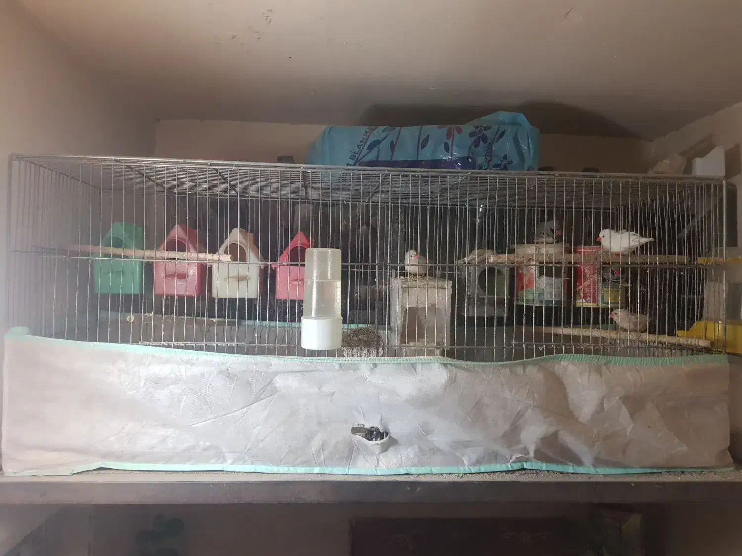 فنج|پرنده|قم, شاه سید علی|دیوار