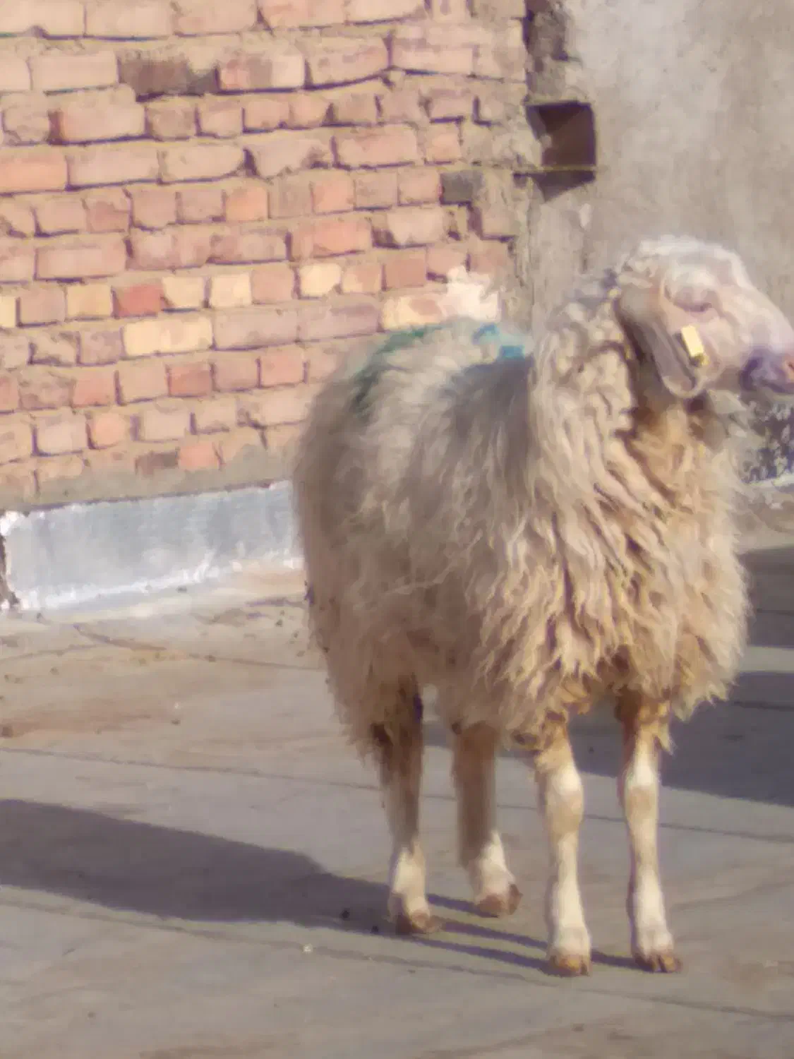 بره وبزغاله|حیوانات مزرعه|زاهدان, |دیوار