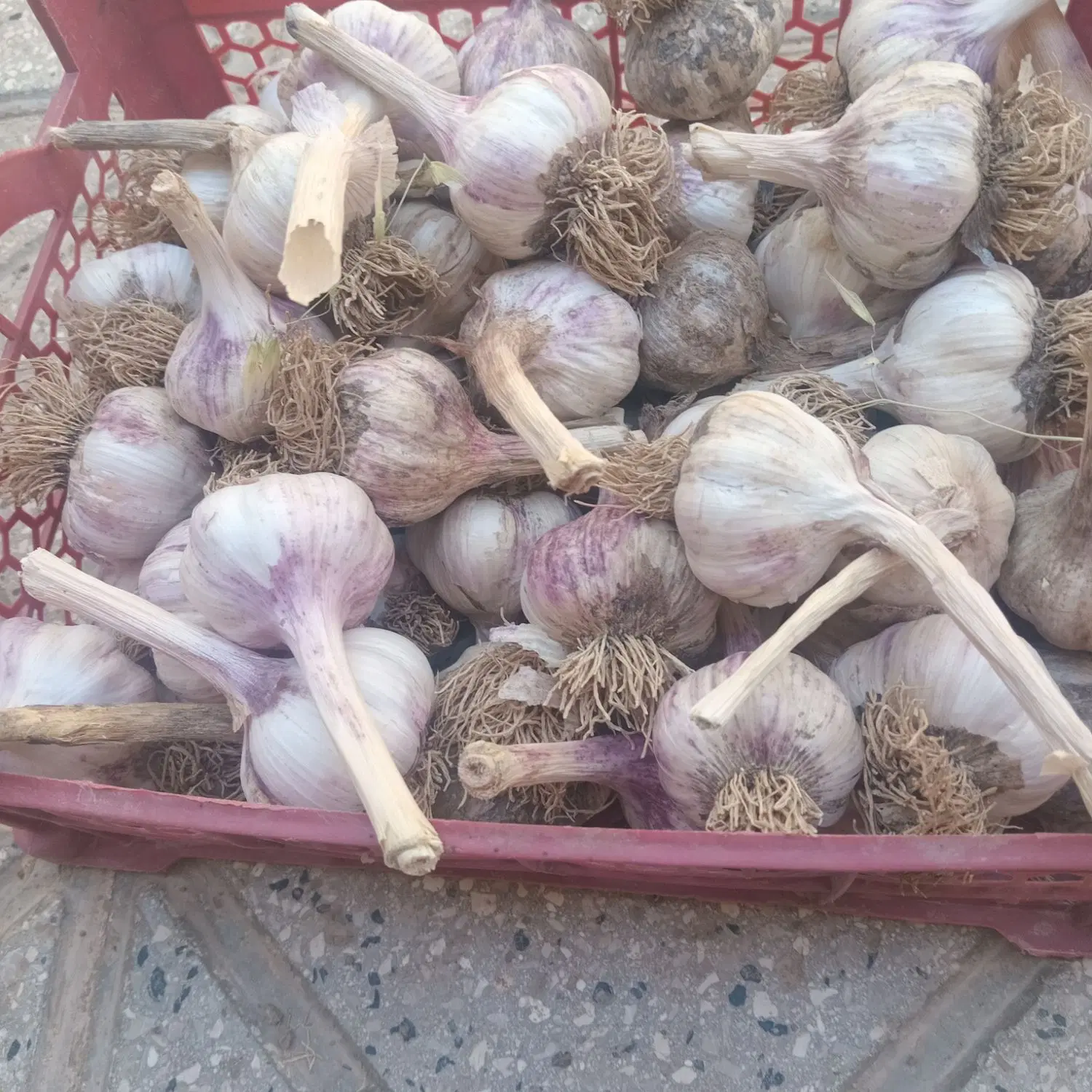 سیر|خوردنی و آشامیدنی|خواف, |دیوار
