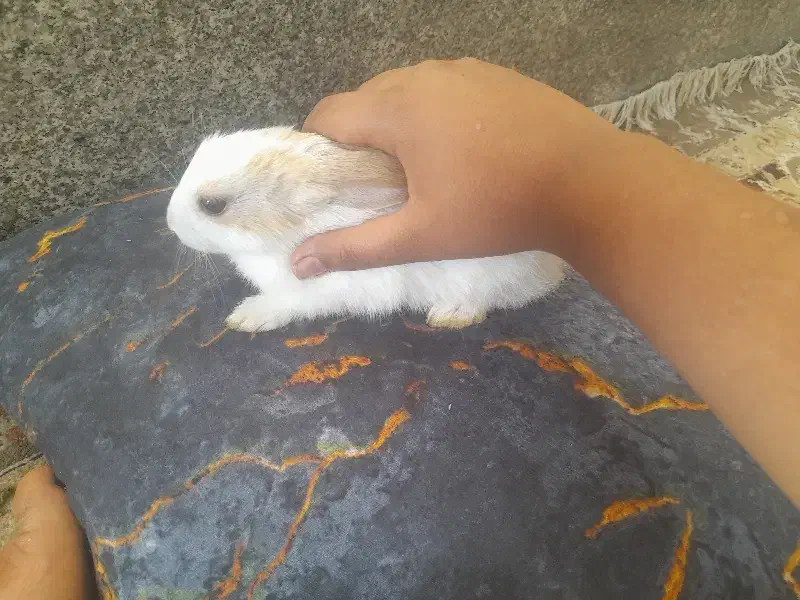 بچه خرگوش نژاد دار|موش و خرگوش|شیراز, گلشن|دیوار