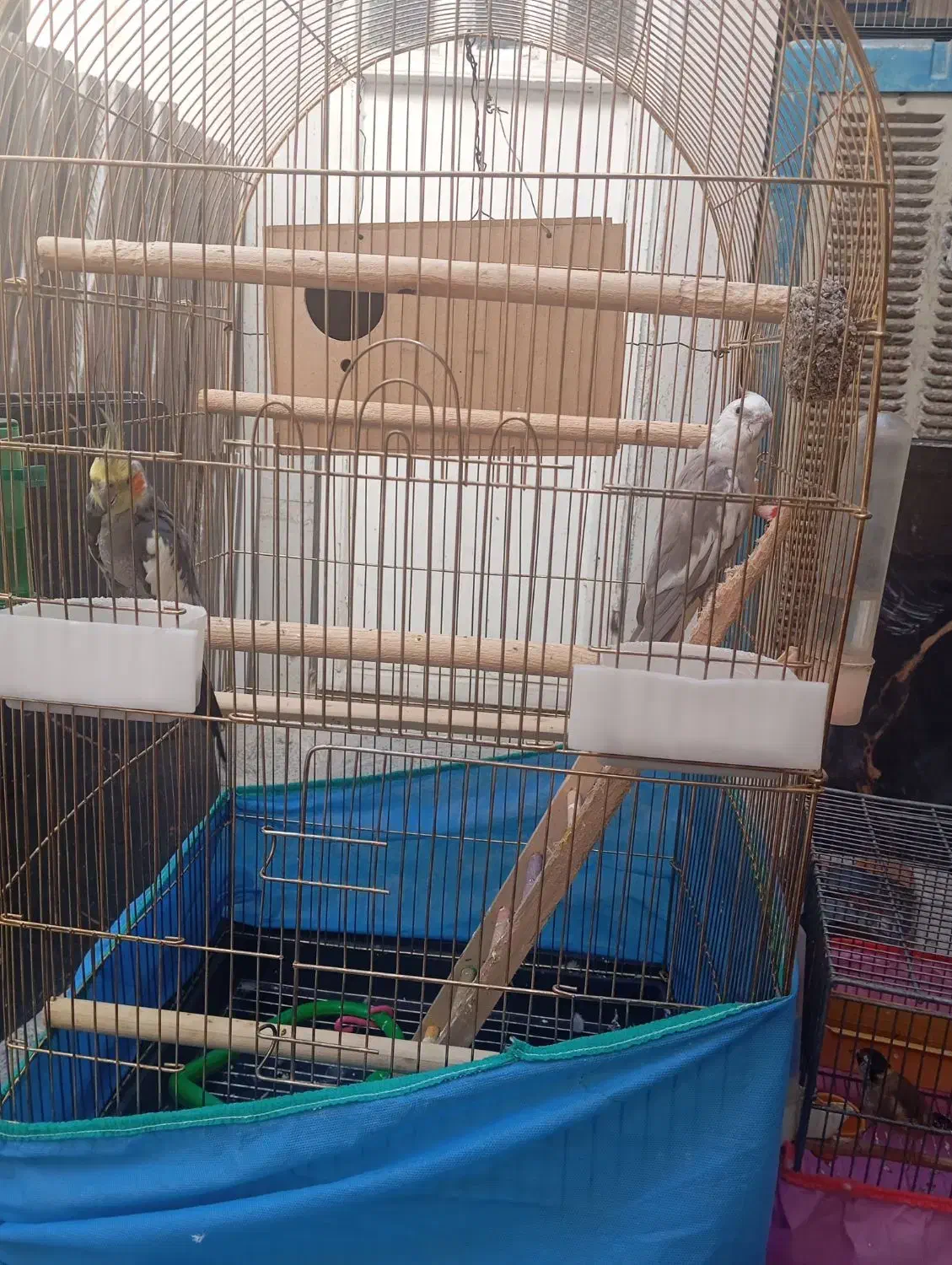 عروس هلندی|پرنده|کوهدشت, |دیوار