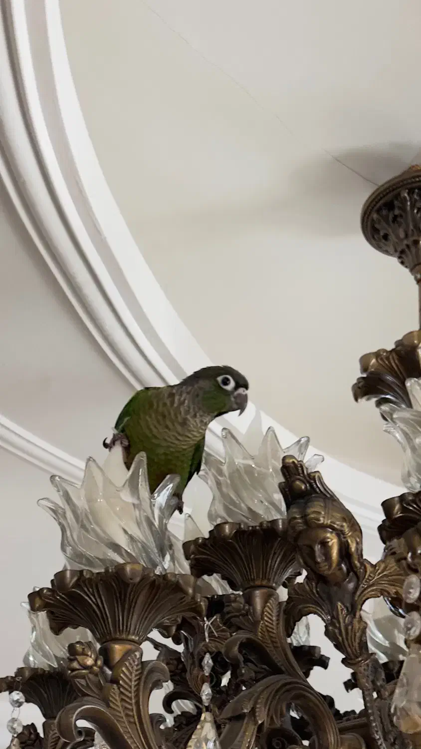 طوطی گرینچیک نر رام خیلی باهوش|پرنده|جویبار, |دیوار