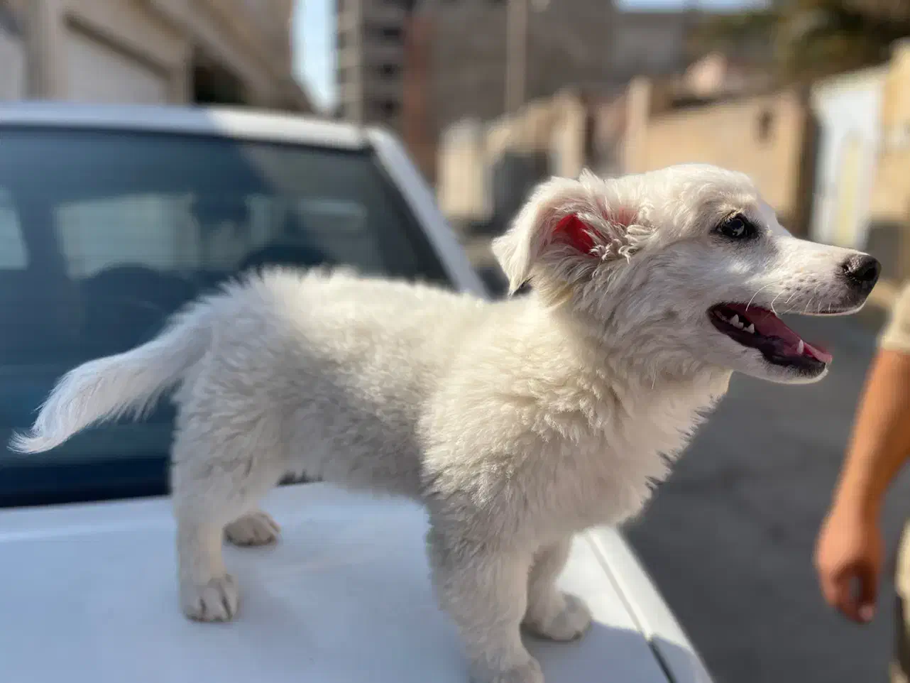 سگ پامر|سگ|کرمان, |دیوار