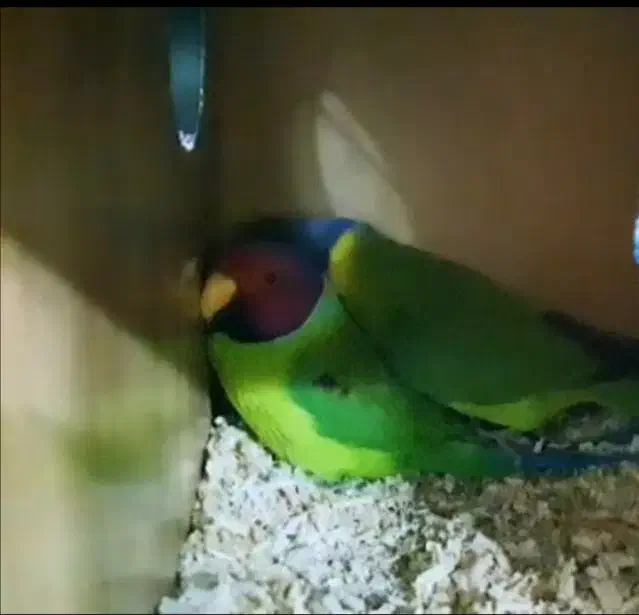 ملنگو سرآلویی مولد|پرنده|شهر بابک, |دیوار