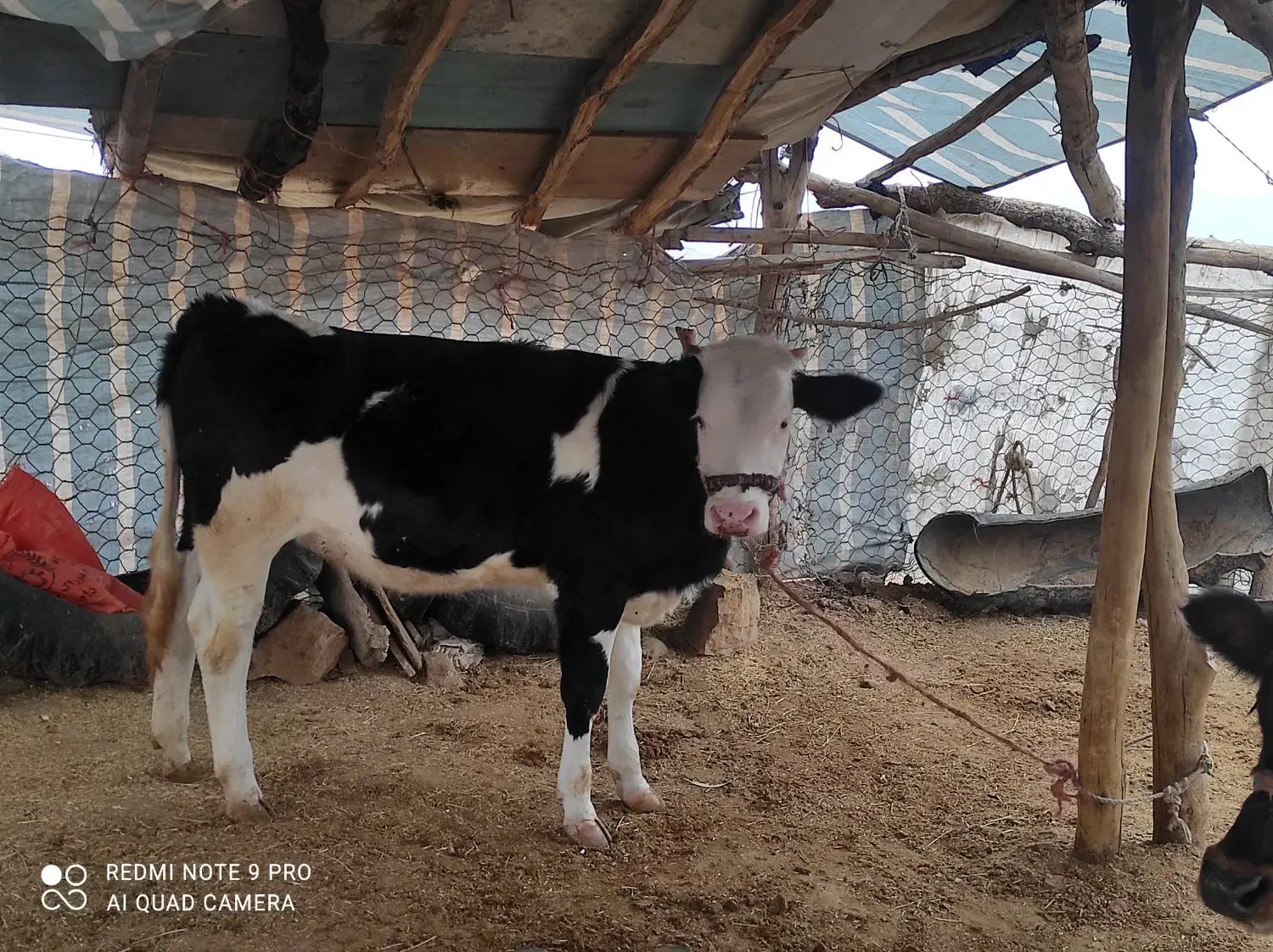 گوساله ماده سیمینتال و هلشتاین|حیوانات مزرعه|کوهدشت, |دیوار