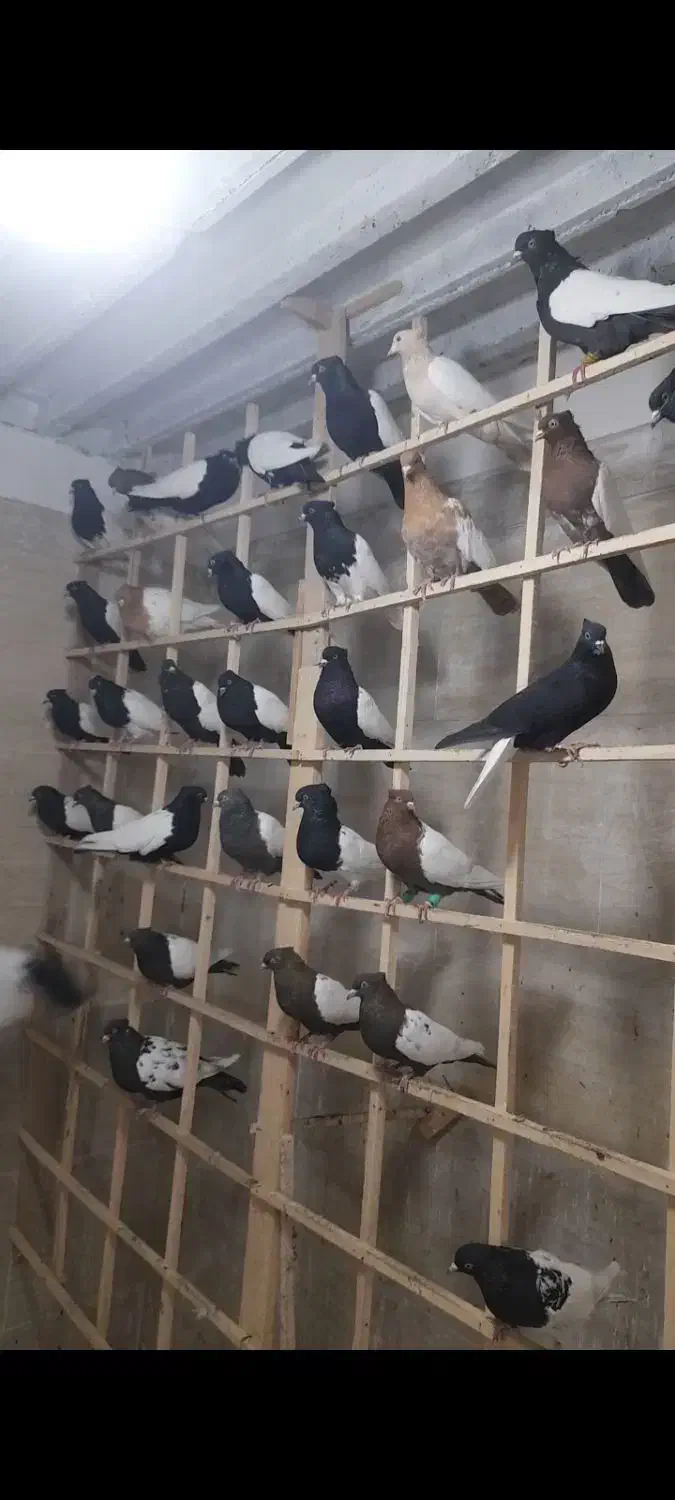 ماده رنگی همه خال جوان موجود|پرنده|مشهد, امیرآباد|دیوار