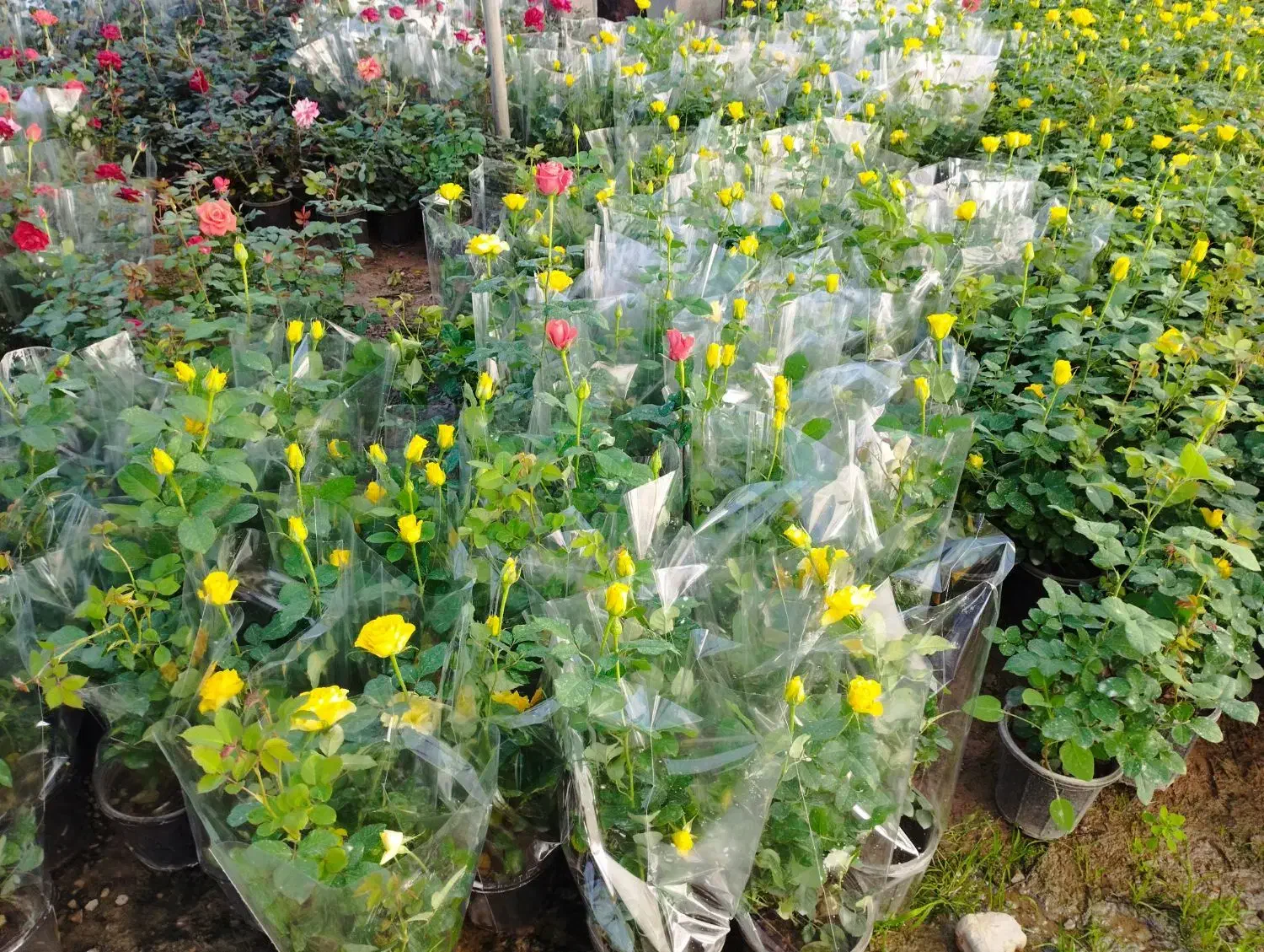 گل وگیاه|گل و گیاه طبیعی|محلات, |دیوار