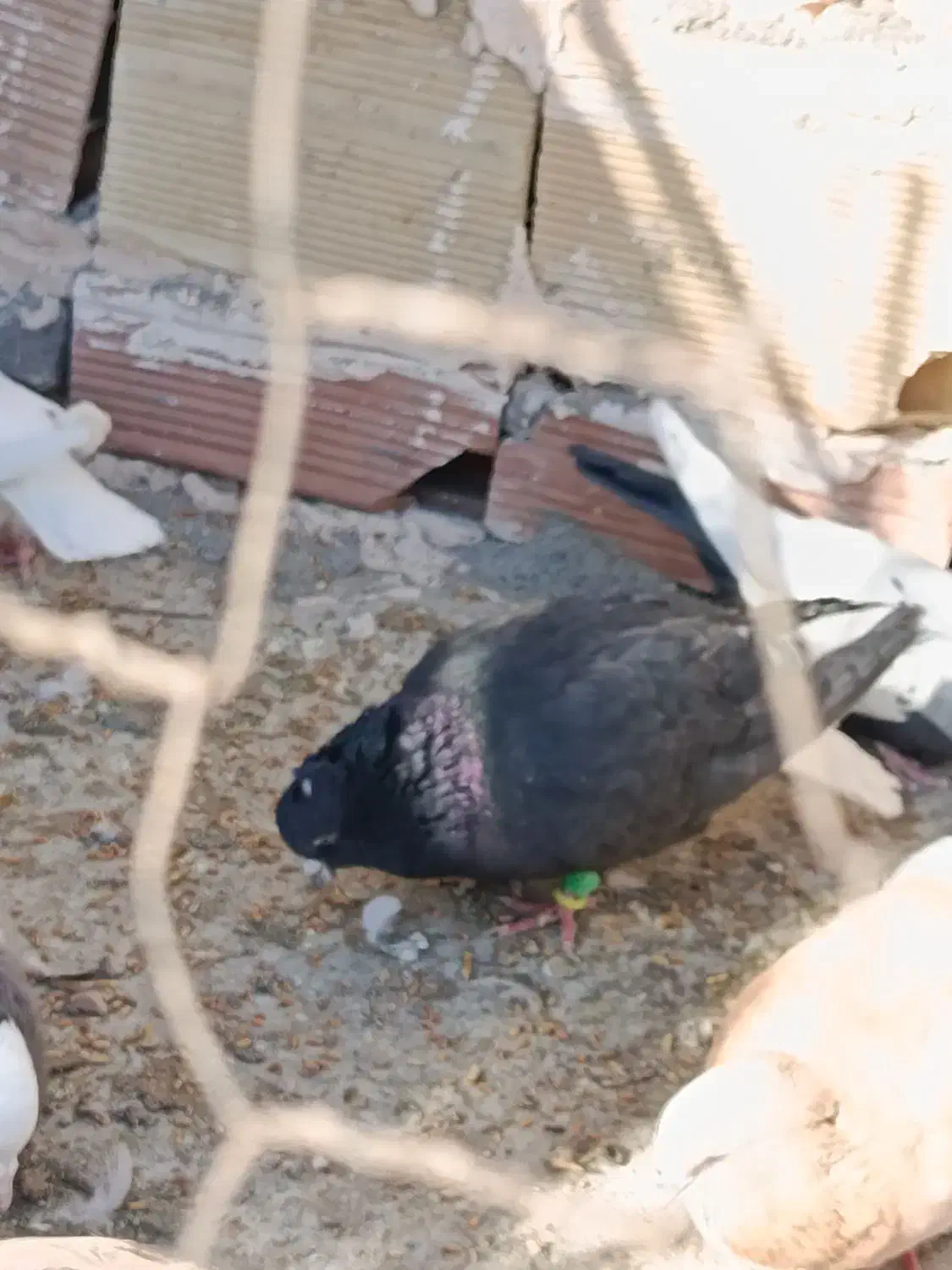 کبوتر دم سفیدزرد کرمانی سرخ|پرنده|نیشابور, مدرس|دیوار