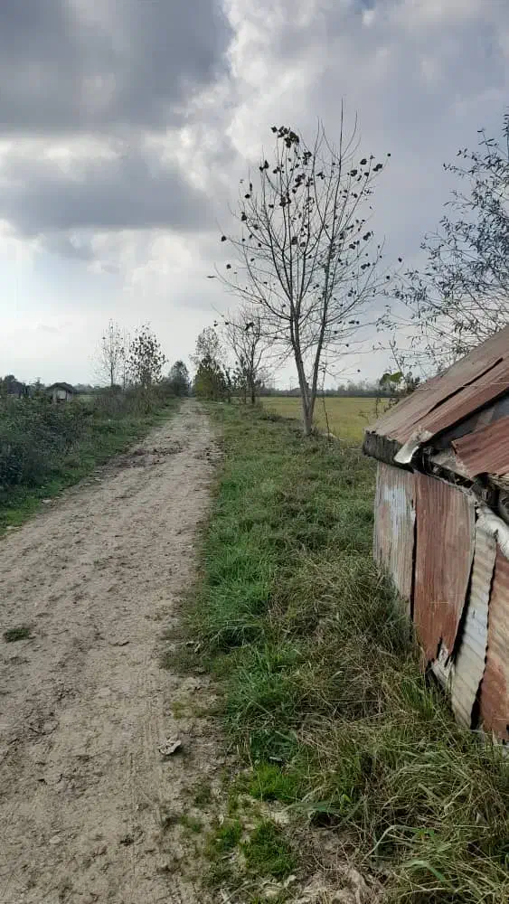 زمین سند دار شالیزار در رشت|فروش زمین و ملک کلنگی|رشت, سیا اسطلخ|دیوار