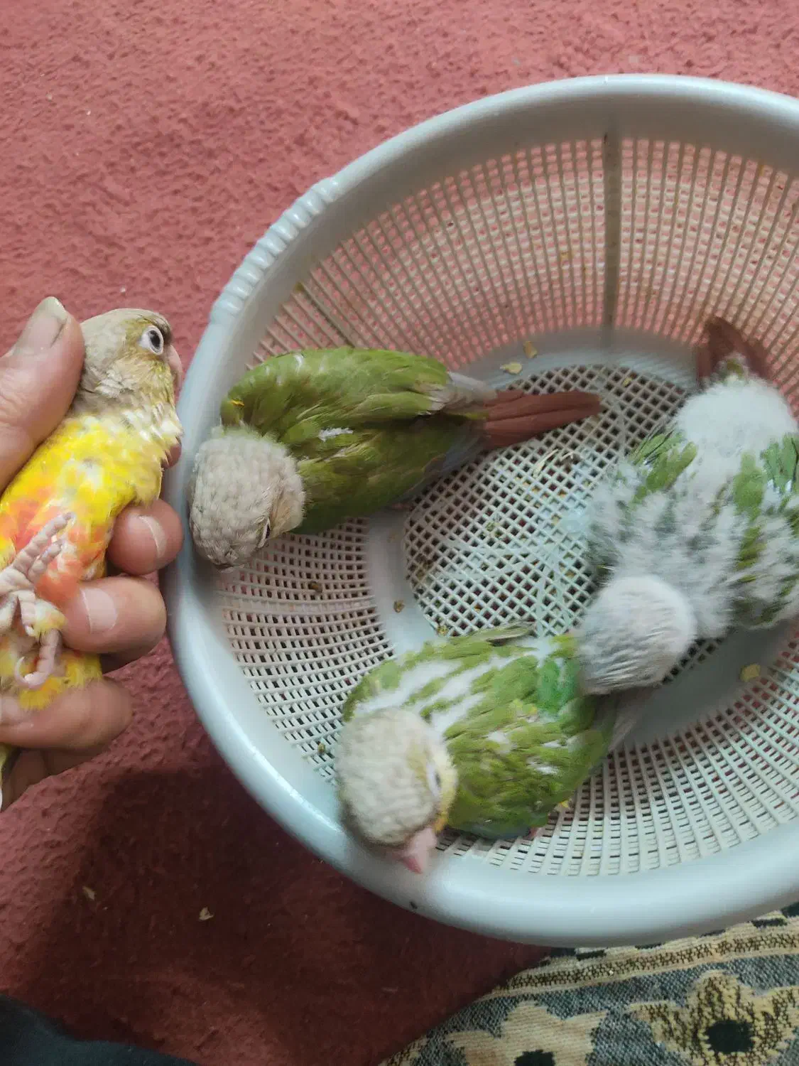 جوجه گرینچیک|پرنده|مشهد, رضاییه|دیوار