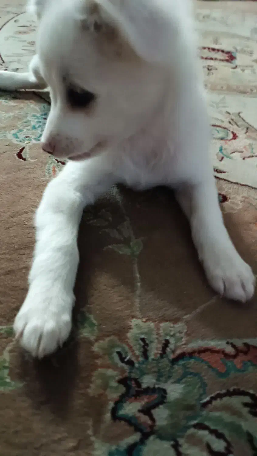 شیتزو اشپیتز|سگ|کرج, المهدی|دیوار