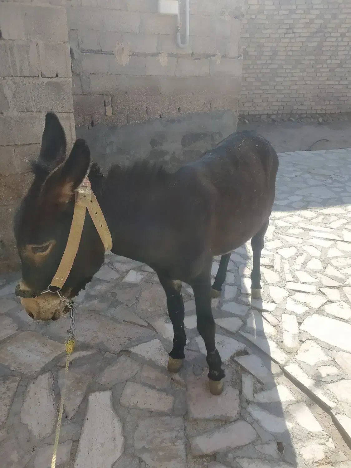 خر نر|حیوانات مزرعه|زنجانرود, |دیوار