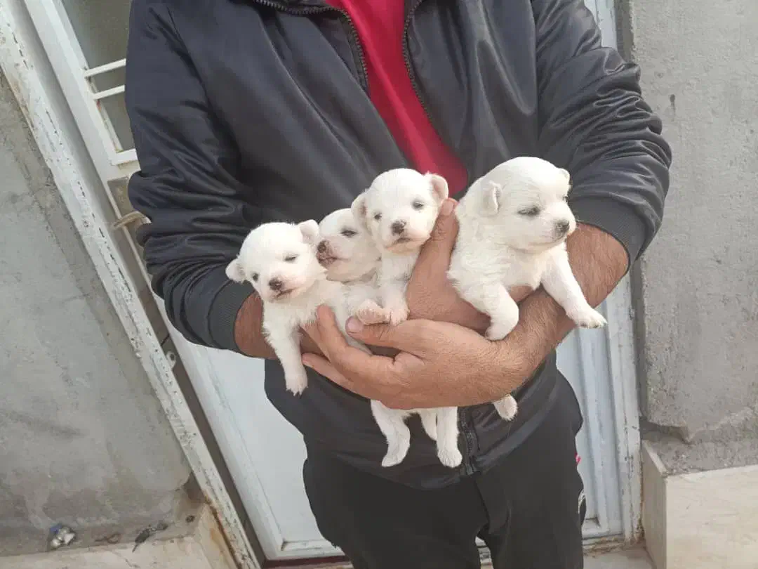 فروش ۴عددتوله پشمی ریز|سگ|داراب, |دیوار