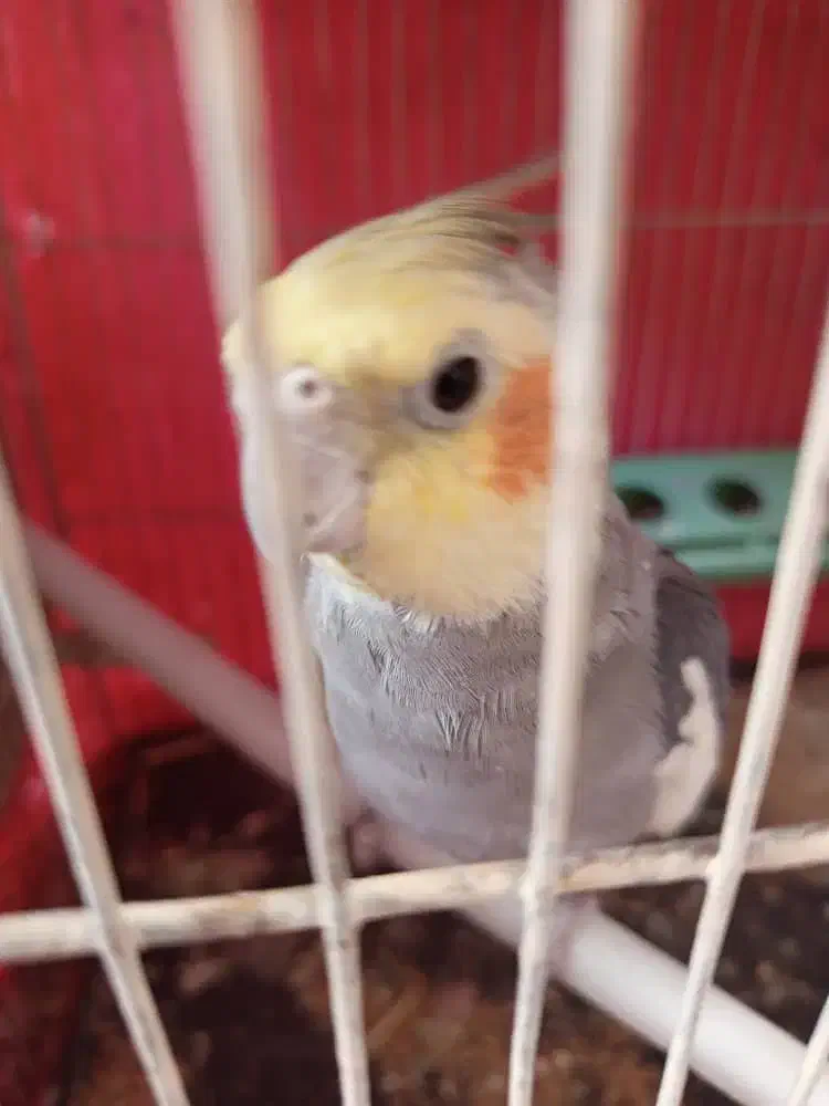 زیبای هلندی عروس هلندی سخنگو|پرنده|سراب, |دیوار