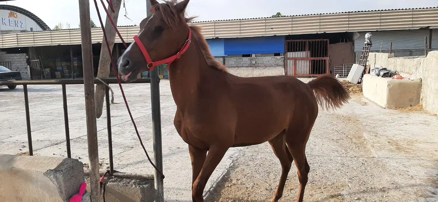 مادیان|اسب و تجهیزات اسب‌سواری|تهران, شهرآرا|دیوار