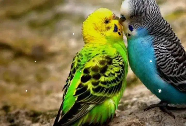 پرنده پیدا شده|حیوانات|اصفهان, رحیم‌آباد|دیوار