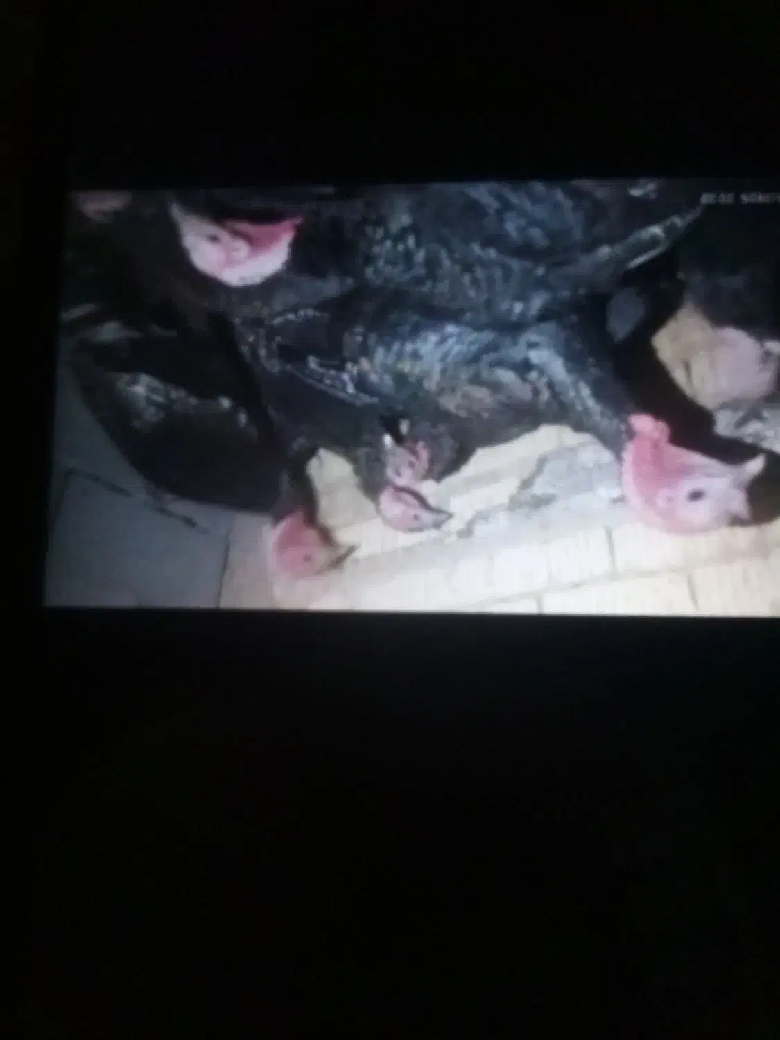 فروش بوقلمون سالم|حیوانات مزرعه|خرامه, |دیوار