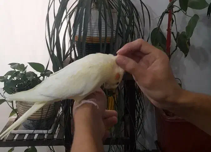 عروس هلندی زعفرونی بهترین نژاد|پرنده|اقلید, |دیوار