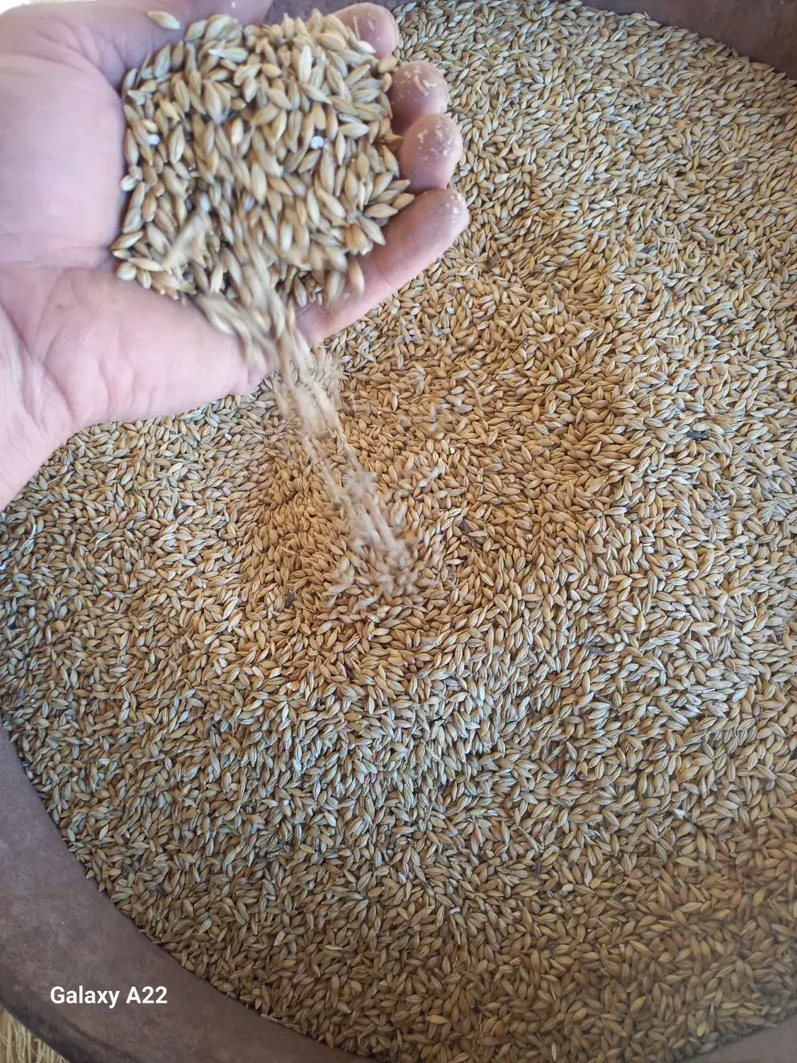 جو گندم|لوازم جانبی حیوانات|کبودرآهنگ, |دیوار