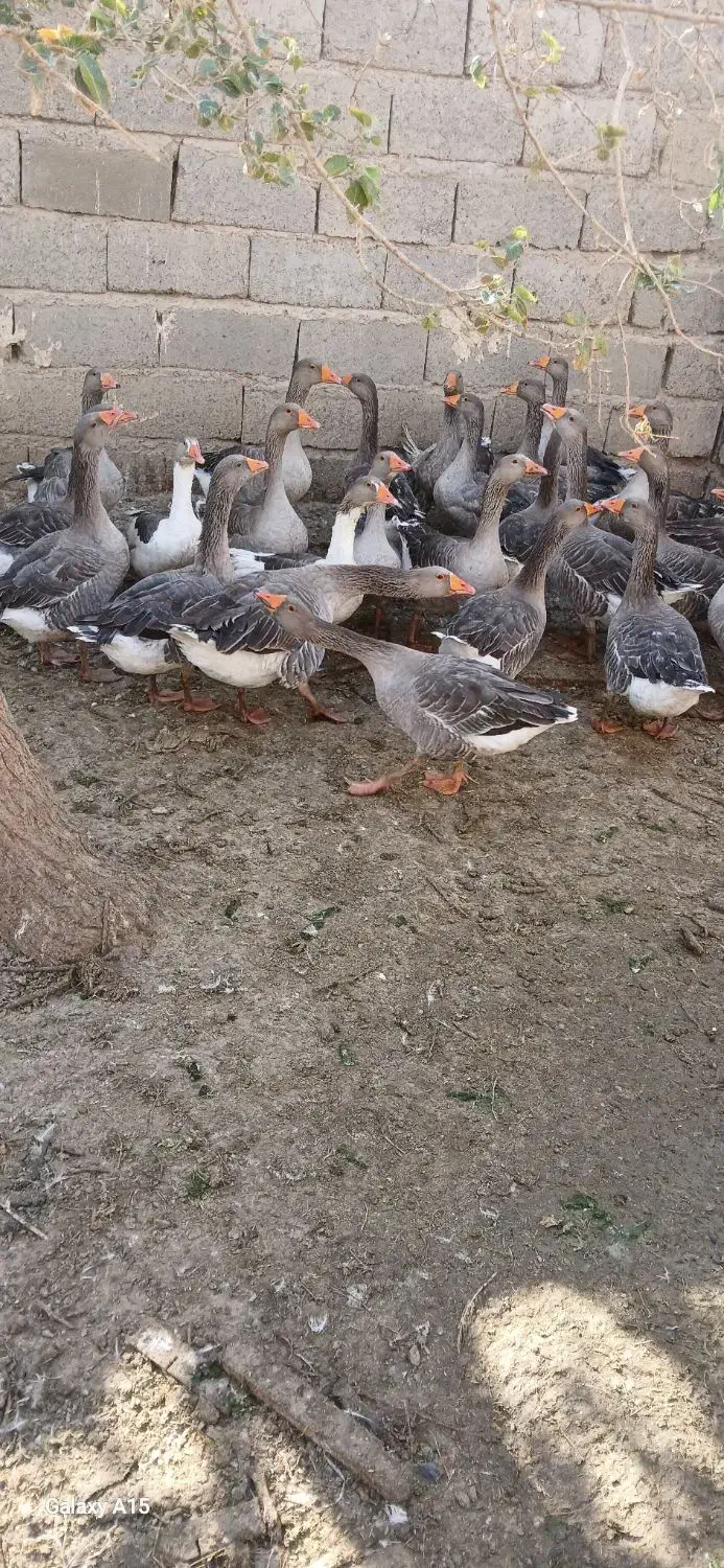 بت (غاز)|حیوانات مزرعه|زابل, |دیوار