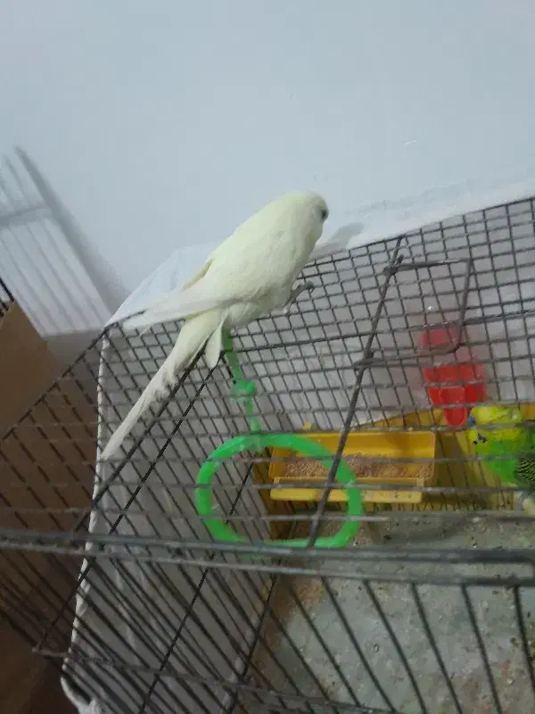 مرغ عشق اماده تخم گذاری|پرنده|بومهن, |دیوار