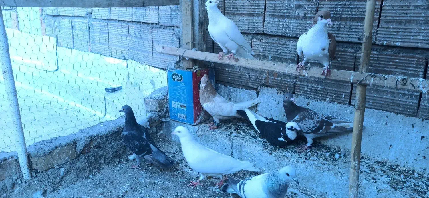 کفتر|پرنده|گرگان, |دیوار