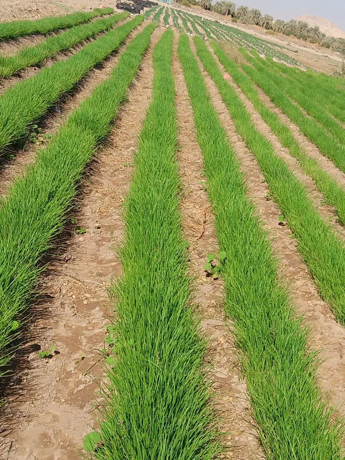 نشا پیاز مینروا|خدمات باغبانی و درختکاری|عنبرآباد, |دیوار