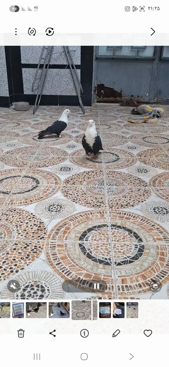 کبوتر|حیوانات|اهواز, کمپلو جنوبی|دیوار