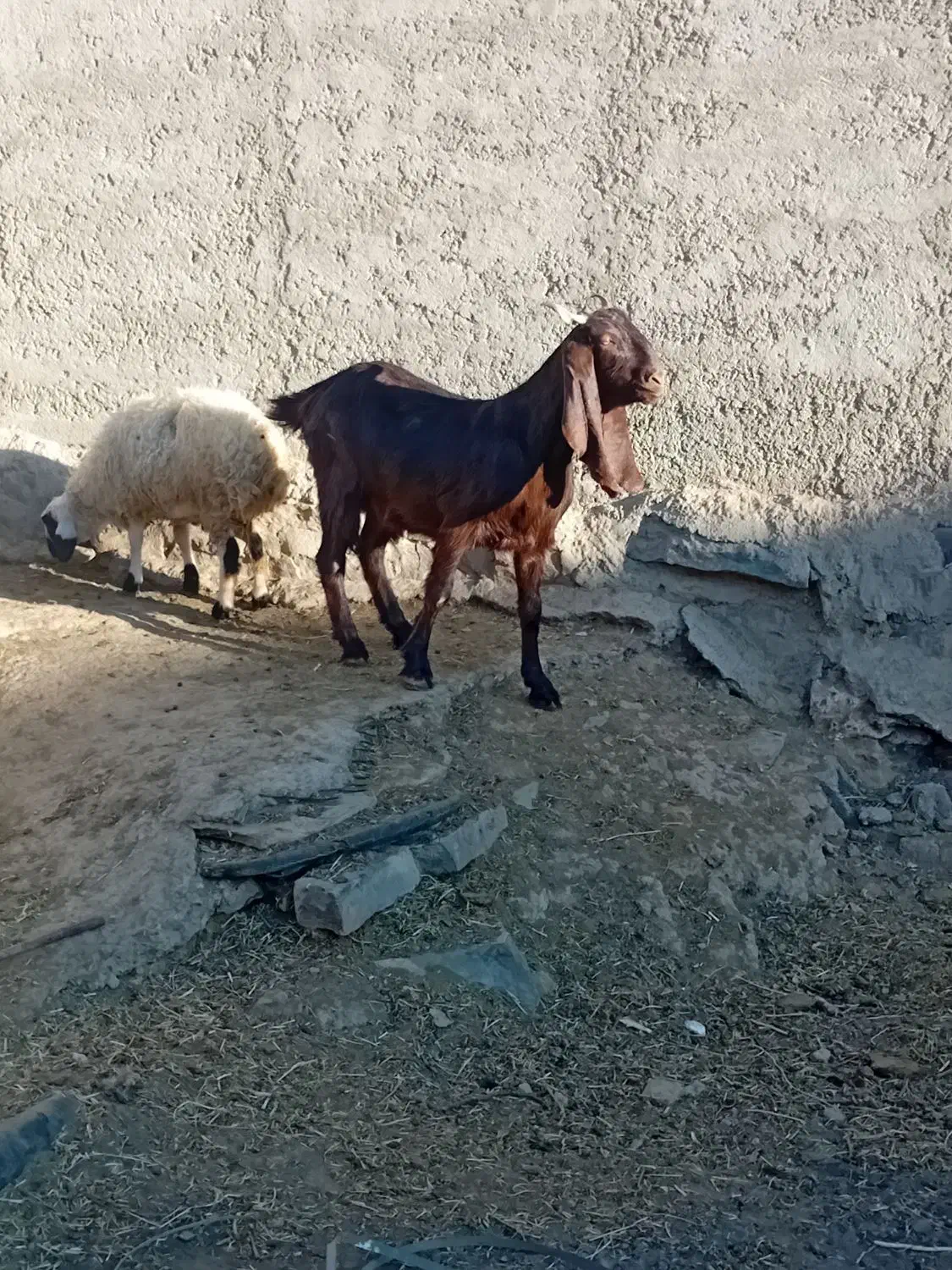 بز غاله گوسفند|حیوانات مزرعه|اراک, |دیوار