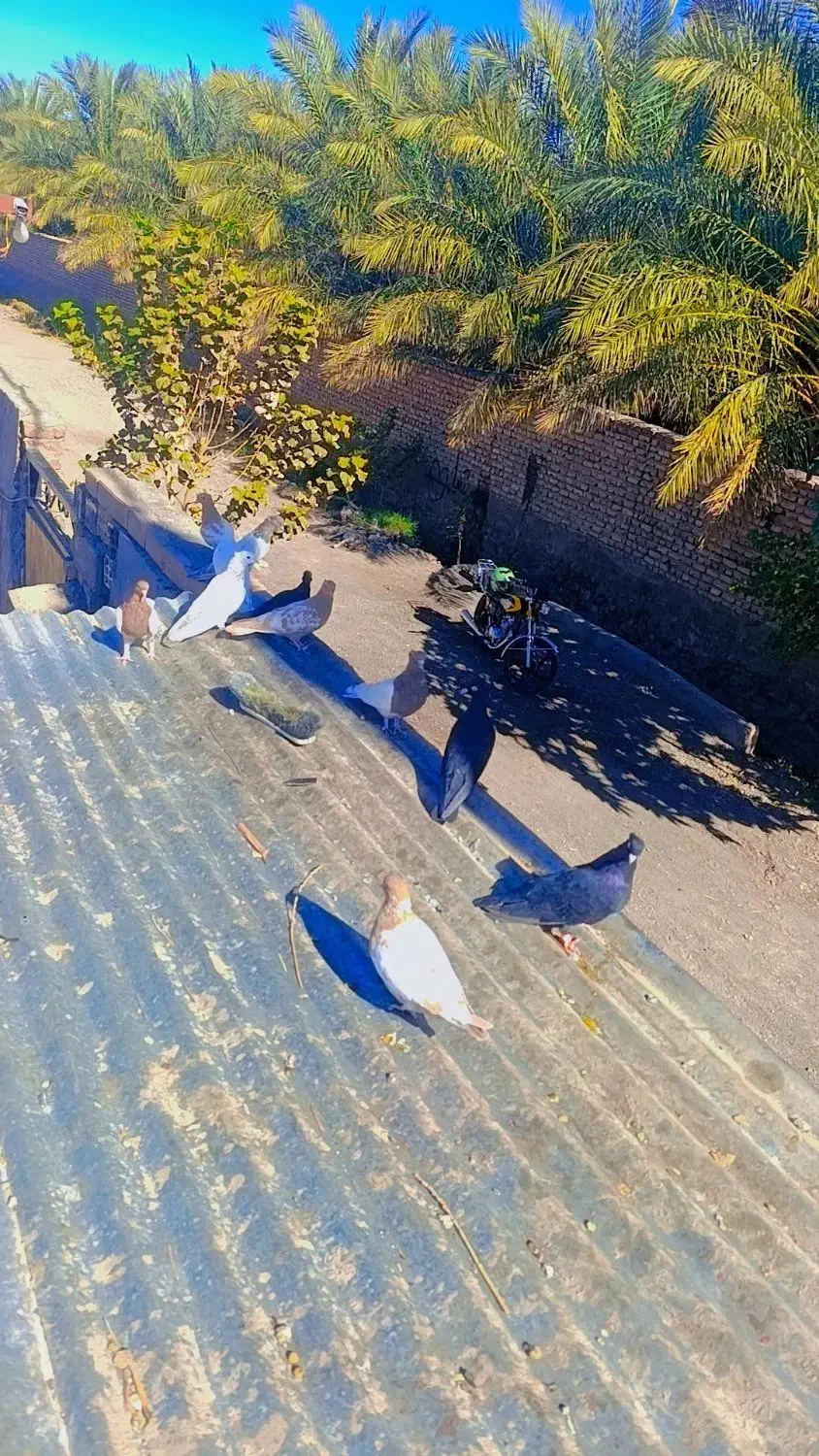 کفتر ملقی|پرنده|بم, |دیوار