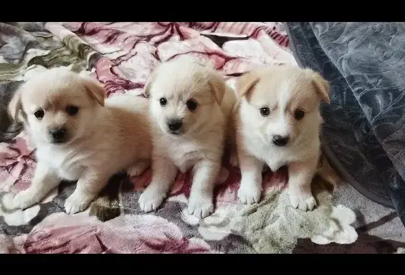 سه تا توله پامر اشپیتز اندازه کف دست10 تومن|سگ|چهاردانگه (تهران), |دیوار