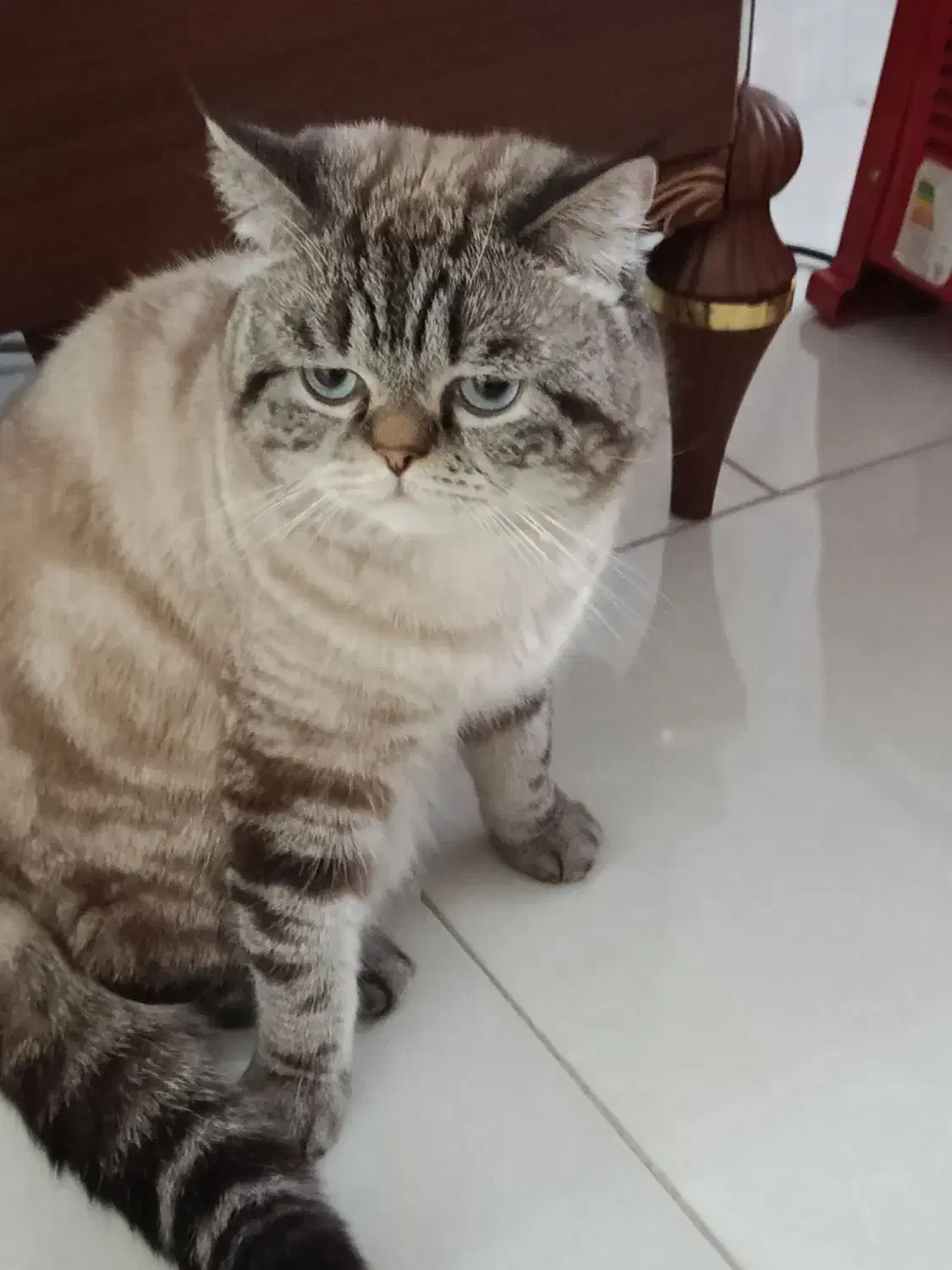 گربه نر|گربه|هشتگرد, شهرک گلخانه|دیوار