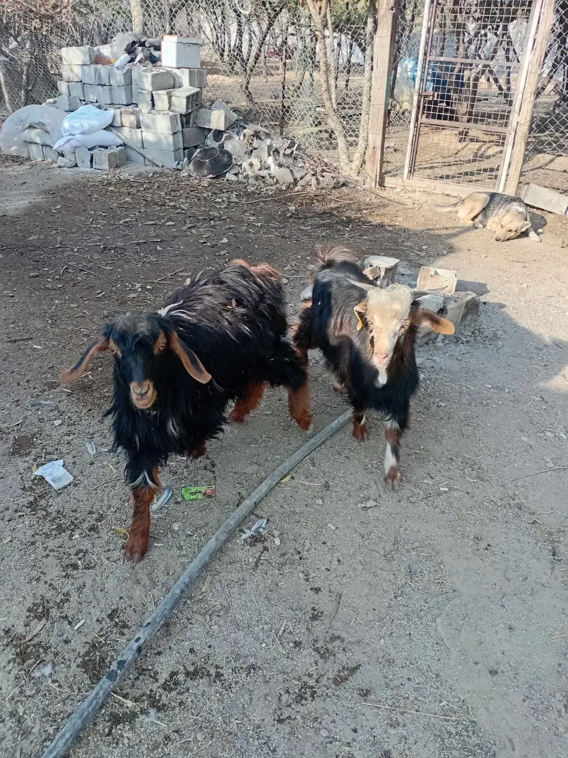 بزغاله شهریار باغسان|حیوانات مزرعه|احمدآبادمستوفی, |دیوار