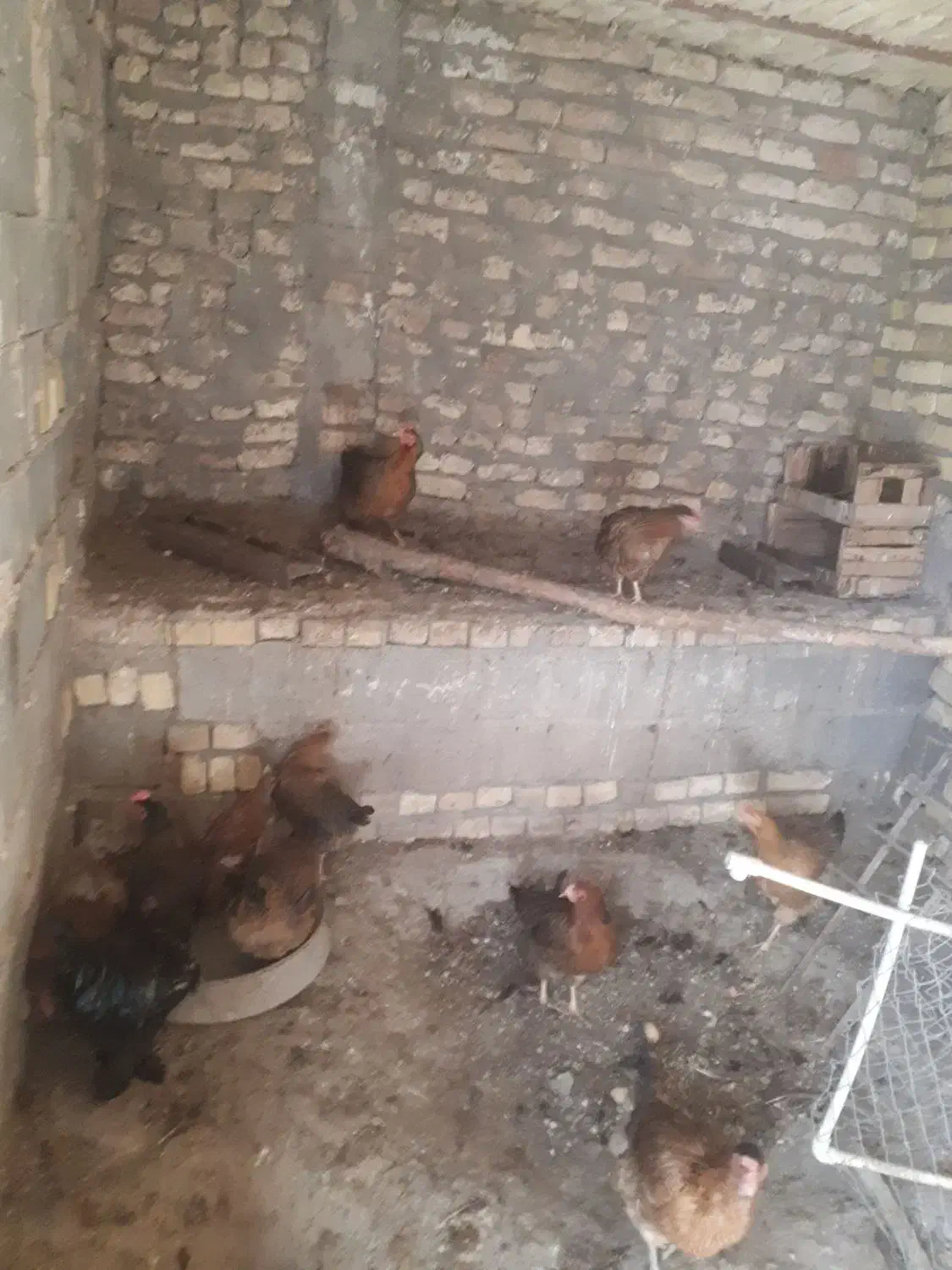 مرغ فروشی|حیوانات مزرعه|دلیجان, |دیوار