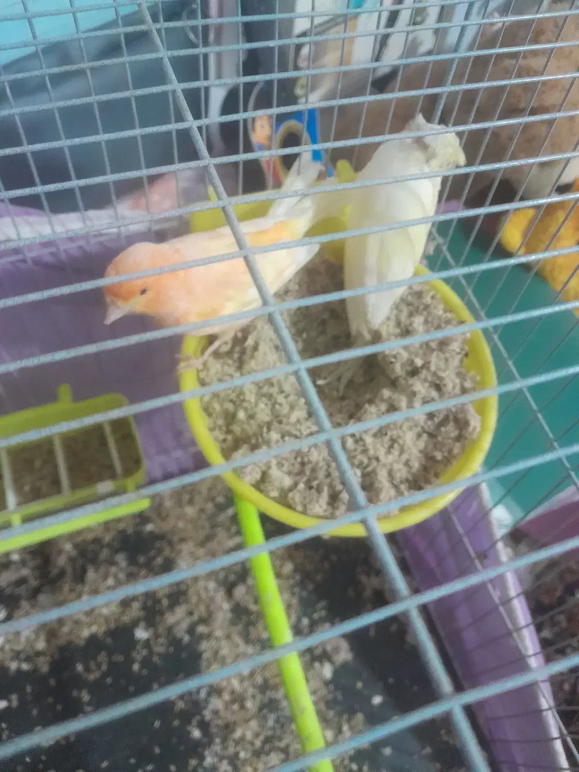 جفت قناری|پرنده|تربت‌حیدریه, پائین ولایت|دیوار