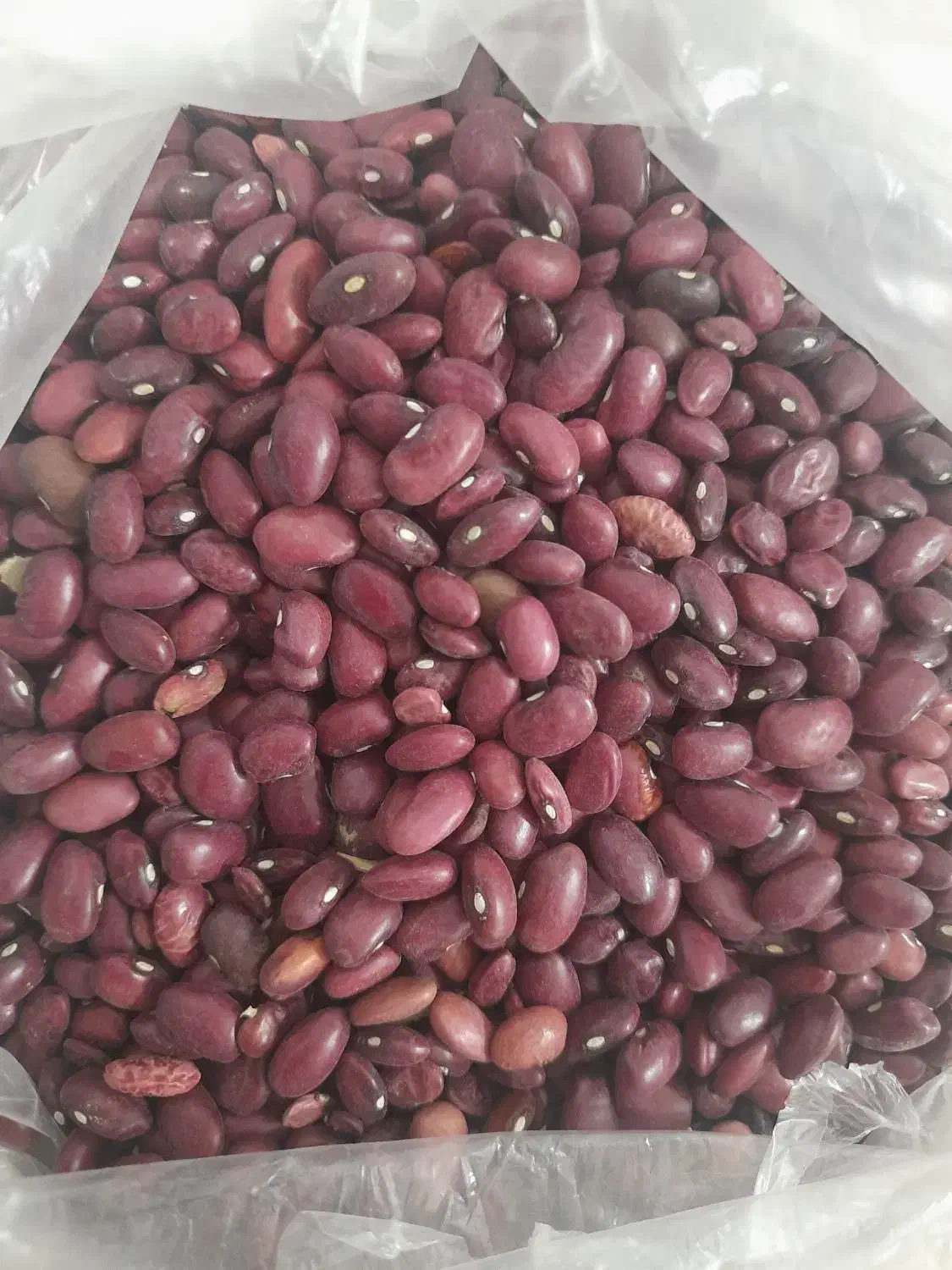 لوبیا قرمز امسالی|خوردنی و آشامیدنی|جغتای, |دیوار